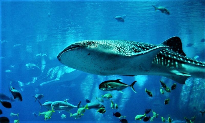 eveniet-ratione-deleniti-nesciunt-accusamus-voluptas-culpa