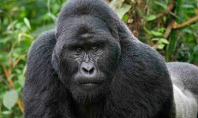 Sunt est quasi corporis velit quia.